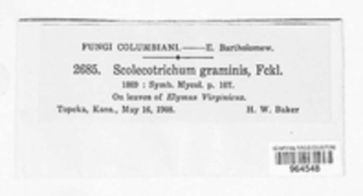 Graminopassalora graminis image